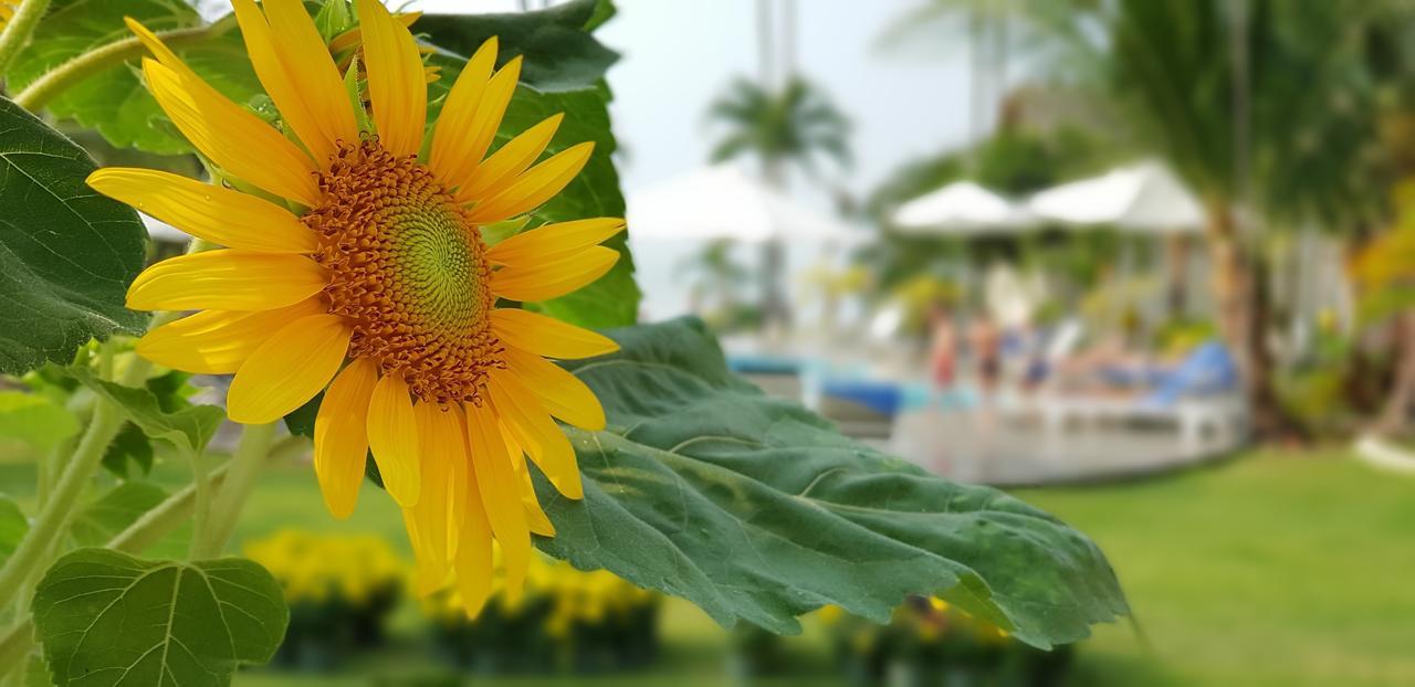 מואי נה Sun & Sands Beach Hotel מראה חיצוני תמונה